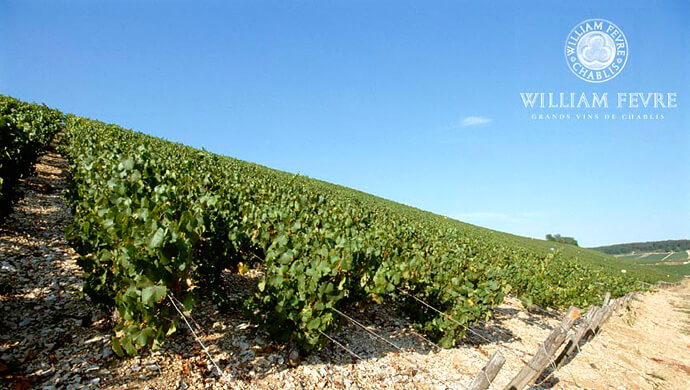 ソムリエ監修】ウィリアム・フェーブルの種類や価格、おすすめワインを紹介 | sakecomi.com