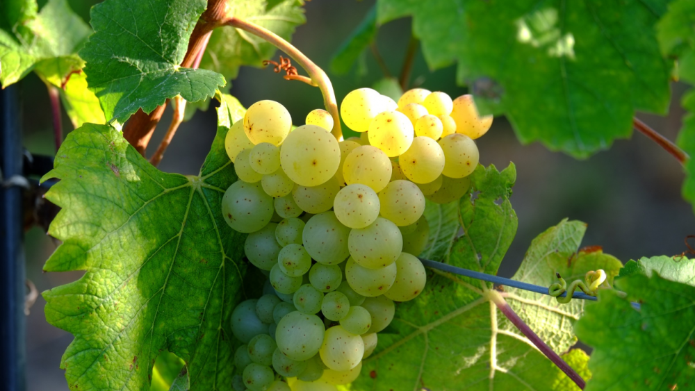白ワインのおすすめぶどう品種